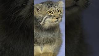 How the Pallas Cat Survives in the Snowy Mongolian Wilderness pallasscat wildcats animals [upl. by Emelita266]