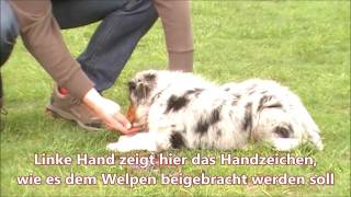 Hundeschule Loewenzahn  Hilfe mein Welpe kann quotPlatzquot noch nicht Welpentraining Welpenschule [upl. by Innes]