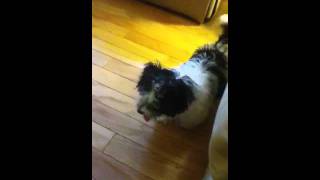 Havanese barking [upl. by Banky]