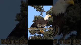 Bald Eagle VS Harpy Eagle [upl. by Ertha]