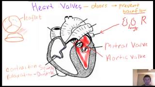 Heart valves [upl. by Richie774]