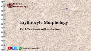 Erythrocyte morphology part 2 shape variations [upl. by Fitzgerald]