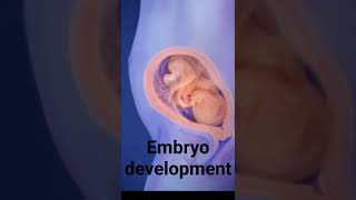 embryo development stages  from 1st month to 9th month journey embryodevelopmentpregnancy [upl. by Pan550]