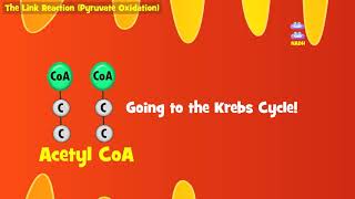 The Link Reaction Explained Aerobic Respiration [upl. by Corrianne763]