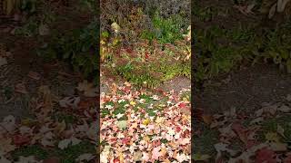 Heavenly walkway nature beautiful autumn autumncolors autumnwalk autumnfoliage leaves [upl. by Htezzil]