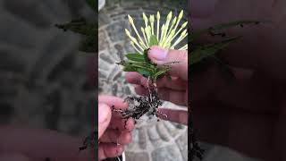 Breakthrough creativity when propagating the flower plant Ixora Coccinea [upl. by Yeldud267]