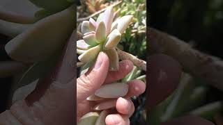 Graptopetalum paraguayense Plucked out some leaves to start propagation springgarden plants [upl. by Reniar]