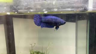 RESERVED Royal Blue Mask Show Plakat Betta Fish Female  ZüriBetta [upl. by Acirred110]