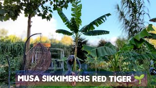 Wykopywanie zimowanie bananowca musa sikkimensis red tiger Jeden z odporniejszych szybko rosnący [upl. by Bonnes966]