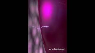 Fertilization process 14 how ovum block sperms entering in to it 3D Animation [upl. by Eciened]