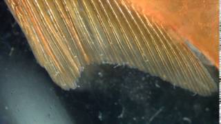 Gyrodactylus adults skin fluke infestation on a goldfish  2 [upl. by Lunsford291]