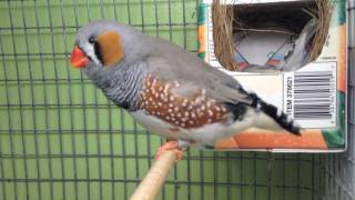 Zebra Finches going to nest [upl. by Ltsyrk]