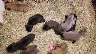 Cane Corso puppies 3 weeks old [upl. by Salomo611]