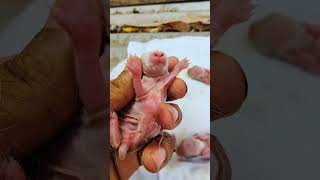 Newborn Rabbit Sounds 544 animal rabat [upl. by Dlaner339]