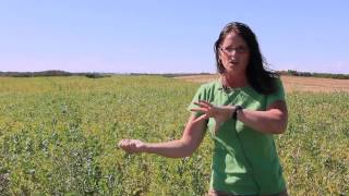 Pulse School What 80 Turned Looks Like — Tips for Desiccating Faba Beans [upl. by Ines]