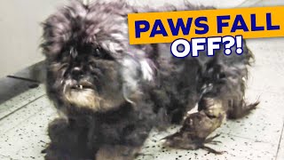 DOGS PAWS FALL OFF Extreme Neglect Uncovered Shaving Matted Dog [upl. by Hamian]