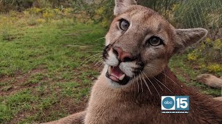 Out of Africa Wildlife Park wants you to meet Sage the Mountain Lion [upl. by Grosz]