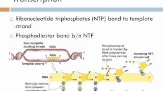 Biology 1 Lecture 17 Transcription and Translation [upl. by Yadsnil294]