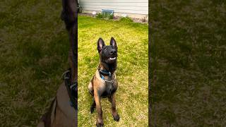 Puppy Trooper learning to chomp malinois workingdog searchandrescue [upl. by Gavini]