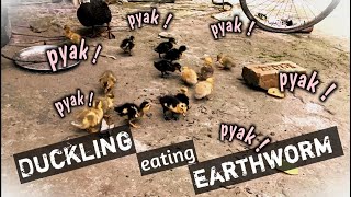 duckling eating earthworm 🪱🪱 funny bird funny duckling trending duck [upl. by Malinowski]