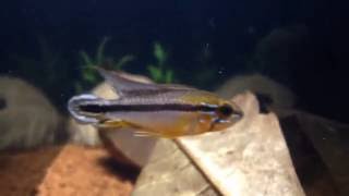 Apistogramma Agassizii quotAlenquerquot [upl. by Ygief]