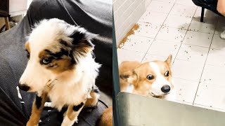 Funny Guilty Dog Videos Compilation 2019 [upl. by Ahsinwad]