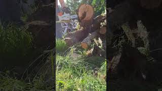 Cutting oak firewood whit stihl msa 200 c firewood stihl chainsaw oakwood [upl. by Marje]