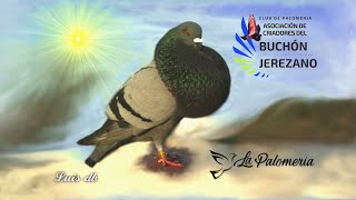 Buchón Gaditano Jerezano Certamen 2019 [upl. by Yelnats783]