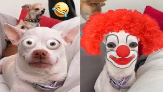 😡Angry Chihuahua amp Funny Dog 😂 That Will Make Your Day Better 2 [upl. by Yaniv]