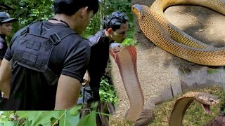 ANG NAG LALAKIHANG COBRA SA ANTIPOLO [upl. by Onaivatco]