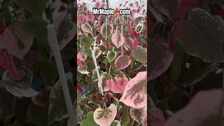 Cercis canadensis Carolina Sweetheart® Variegated Redbud Tree Coming soon to MrMaplecom redbud [upl. by Adelice929]