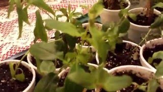 Growing Flowers from Seed  Ep 22 [upl. by Iney]