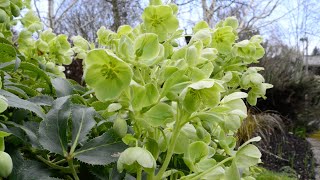 Corsican Hellebore Helleborus argutifolius [upl. by Kokoruda505]