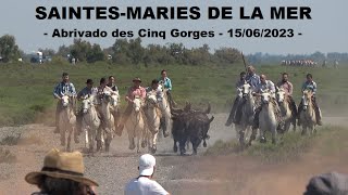 SAINTESMARIES DE LA MERAbrivado des Cinq Gorges1506202310 manades [upl. by Euseibbob446]