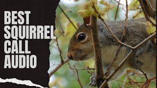 Best Squirrel Call Audio  Suab Dib Nas [upl. by Kotz]