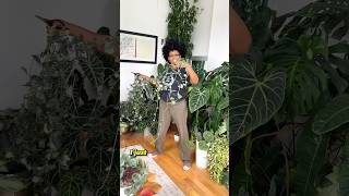 Propagating Scindapsus Cuttings  indoorplants houseplants plants plantlover [upl. by Andrade604]