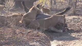 4K HD Lion Kill Cape Buffalo  ARATHUSA [upl. by Adlesirg547]