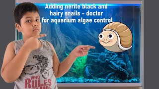 Adding Nerite black and hairy snails as the doctor of aquarium algae control by Omkar Pawar [upl. by Seda]