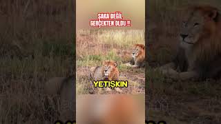 Aslanlar Çete Kurdu  Mapogo Aslan Mafyası Belgeseli  1 medyabilgini [upl. by Astto708]