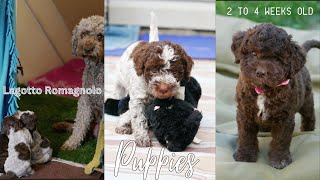 Lagotto puppies from 2 to 4 weeks old [upl. by Brooke190]