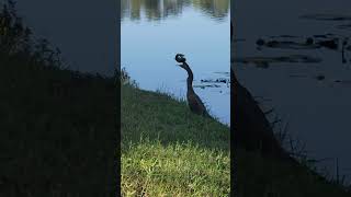 Anhinga  swallowing a fish whole  🐟nature  birdsinflorida [upl. by Whitcomb]