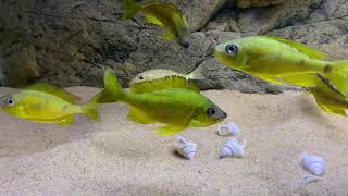 Ophthalmotilapia nasuta quotgoldquot Kipili F1 colony  PISCES [upl. by Anrat]