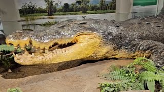 Lolong  The Worlds Largest Saltwater Crocodile Captured and Preserved in the Philippines [upl. by Adnoluy703]