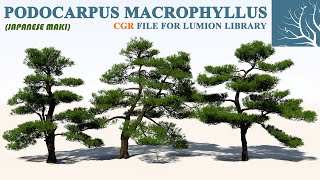 Podocarpus macrophyllus for Lumion  Lumion Easy [upl. by Yrelle]