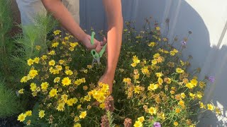 Argyranthemum Prunning [upl. by Iggem]