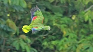 Breeding Blue fronted amazon parrot [upl. by Lunt97]