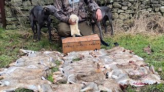 Ferreting with Whippets  Cumbria [upl. by Lull]