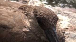 Hamerkop Scopus umbretta  Hammerhead  20130427 [upl. by Aylat]