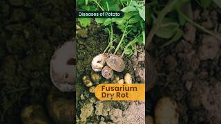 Potato Diseases l potato cultivation and disease l [upl. by Kendry]