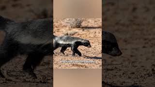 Facts You Didn’t Know About Honey Badgers 🦡 [upl. by Dewey282]